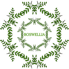 Boswellia in color, LM 16-5
