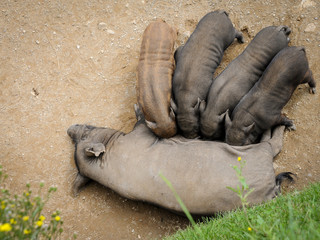 A pot-bellied pig with four piglets