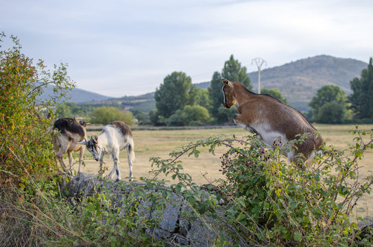 CABRAS GUADARRAMA 
