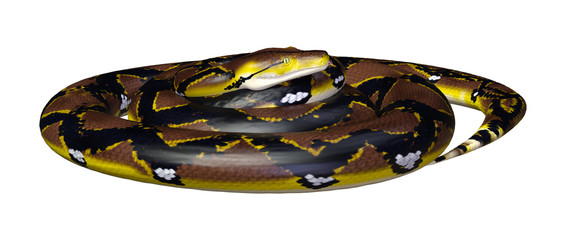 3D Rendering Reticulated Python on White