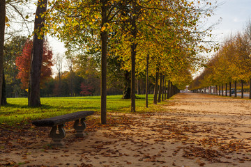 Autumn leaves and trees in Versailles park