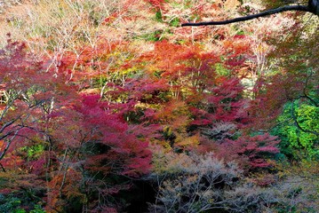 秋の紅葉