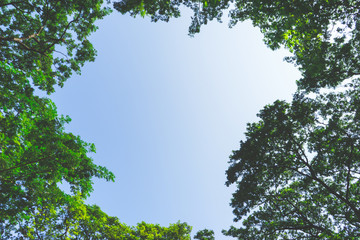 Outdoor tree on sky background