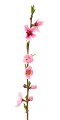 Fototapeta na wymiar branch with sakura flowers isolated
