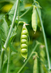 green peas pods growing on the farm