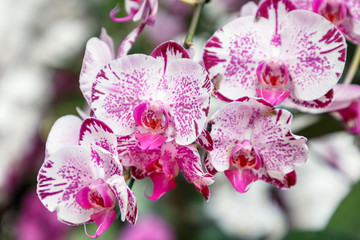 Orchid flower in orchid garden at winter or spring day for postcard beauty and agriculture idea...