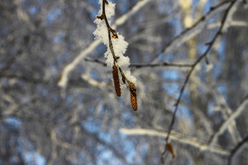the birch branch in the frost