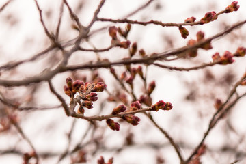 河津桜