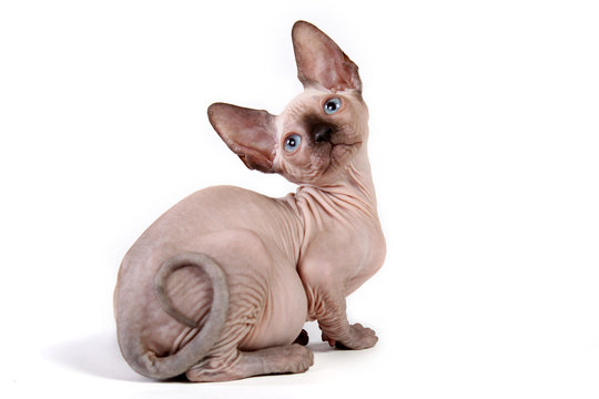 kitten sphinx isolate