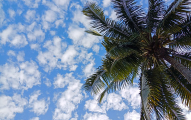 Fototapeta na wymiar coconut tree and clouds