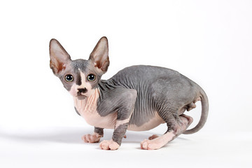 kitten sphinx isolate