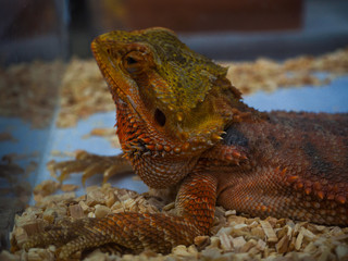 bearded dragon in the glass box.