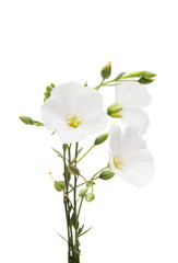 Obraz na płótnie Canvas white flax flowers isolated