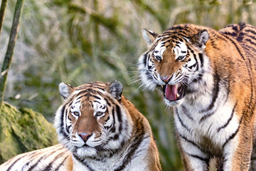 Naklejka premium Bracia tygrysy syberyjskie