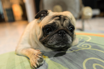 Pug dog laying down on the pillow with sad face