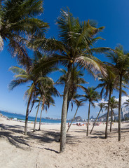 Fototapeta premium Coconut trees on Copacabana beach Rio de Janeiro Brazil