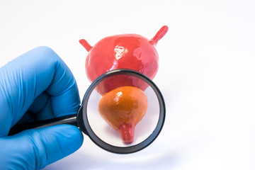 Examination by doctor urologist of prostate gland photo concept. Doctor holding a magnifying glass and through it examines and diagnoses prostate gland for presence of diseases - cancer, adenoma