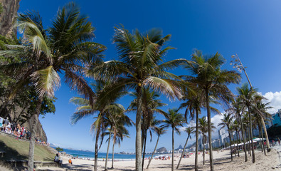 Fototapeta na wymiar Coconut trees on Copacabana beach Rio de Janeiro Brazil