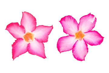 Plumeria pink flowers isolated on white background with clipping path
