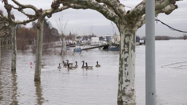 Flood at River Rhine, Oestrich-Winkel - Germany - caused by extreme rainfall