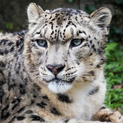 Adulyt snow leopard portrait