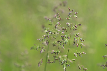 Filigrane Gräser 
