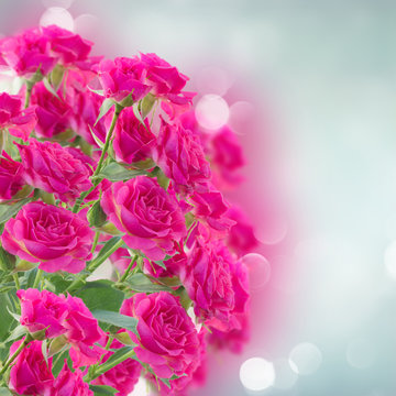bush of pink roses