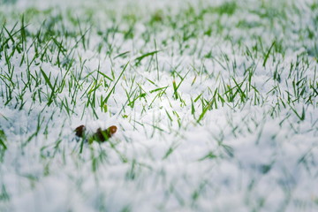 Filtered moody green grass growing through snow on golf course in winter, low angle view, copy...