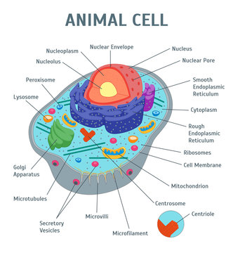 Animal Cell Diagram Images – Browse 32,918 Stock Photos, Vectors, and Video  | Adobe Stock