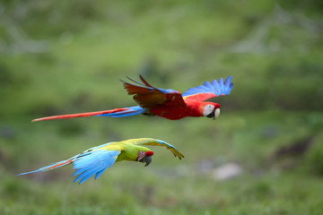 Two large parrots, green and scarlet macaw flying together against blurred green background....