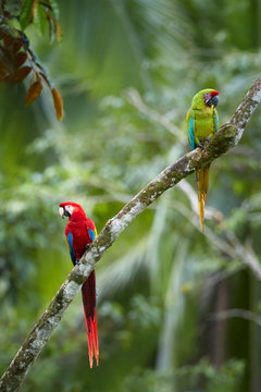 Vertical photo of two large parrots, green and scarlet macaw perched together against green background. Colorful, wild,  parrots in their natural environment. Tropical forest of Central America.