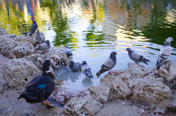 PALOMAS EN ESTANQUE