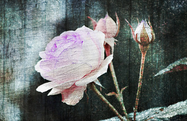 English rose white-pink on a dark pastel background.