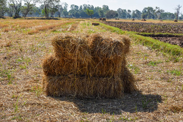 Dry straw bales It was harvested in the middle of the field after the farmers harvested. Thailand, Southeast Asia.
