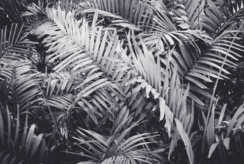 Low key Dark lighting Nature background, green leaves in natural light and shadow, symbolic of...