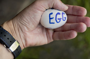 Hand With Chicken Egg