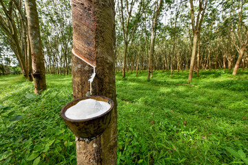Rubber tree and bowl filled with latex. - obrazy, fototapety, plakaty