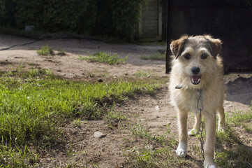 Friendly Looking Mongrel Dog