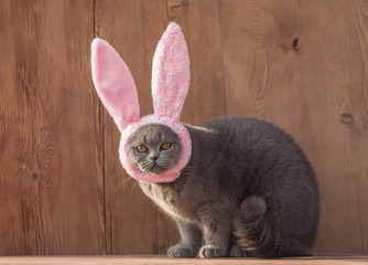 Easter, kitten with rabbit ears