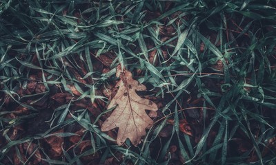 Autumn leaf on a wheet field