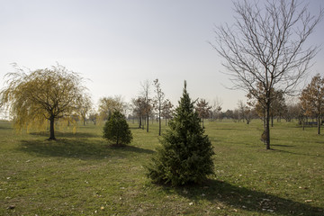 trees in the park