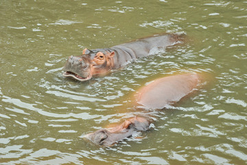 Fototapeta premium Hippos are happy in the water.