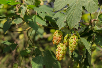 Hop cones ripening in the garden. Place for copy. Medical herb series.