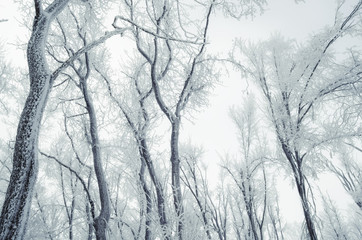 frozen trees against sky in cold forest in winter