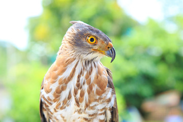 The hawk straight face expression of eye