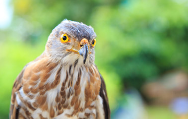 The hawk straight face expression of eye