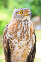 The hawk straight face expression of eye