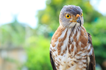 The hawk straight face expression of eye