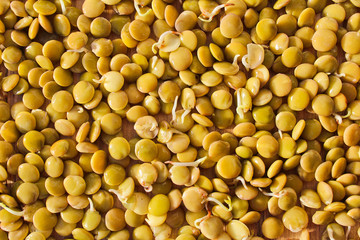 Germinate lentil on wooden background, health food, legume