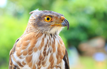 The hawk straight face expression of eye
